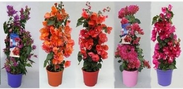 Bougainvillea On Frame Mixed 3 Litre