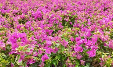 Bougainvillea Purple Pyramid 19cm