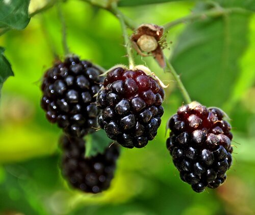 Boysenberry 3 Litre