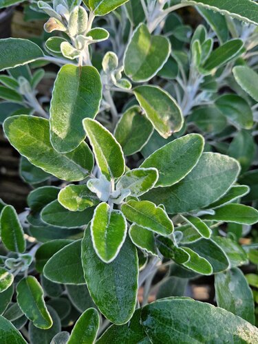 Brachyglottis Drysdale 2.5 Litre