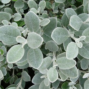 Brachyglottis Silver Dormouse 2 Litre - image 1