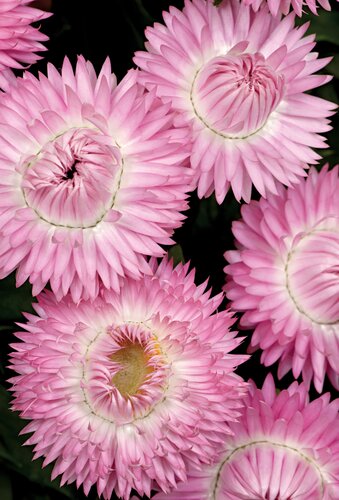 Bracteantha Granvia Pink Flame 3.2 Litre