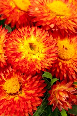 Bracteantha Granvia Red Orange Flame 3.2 Litre