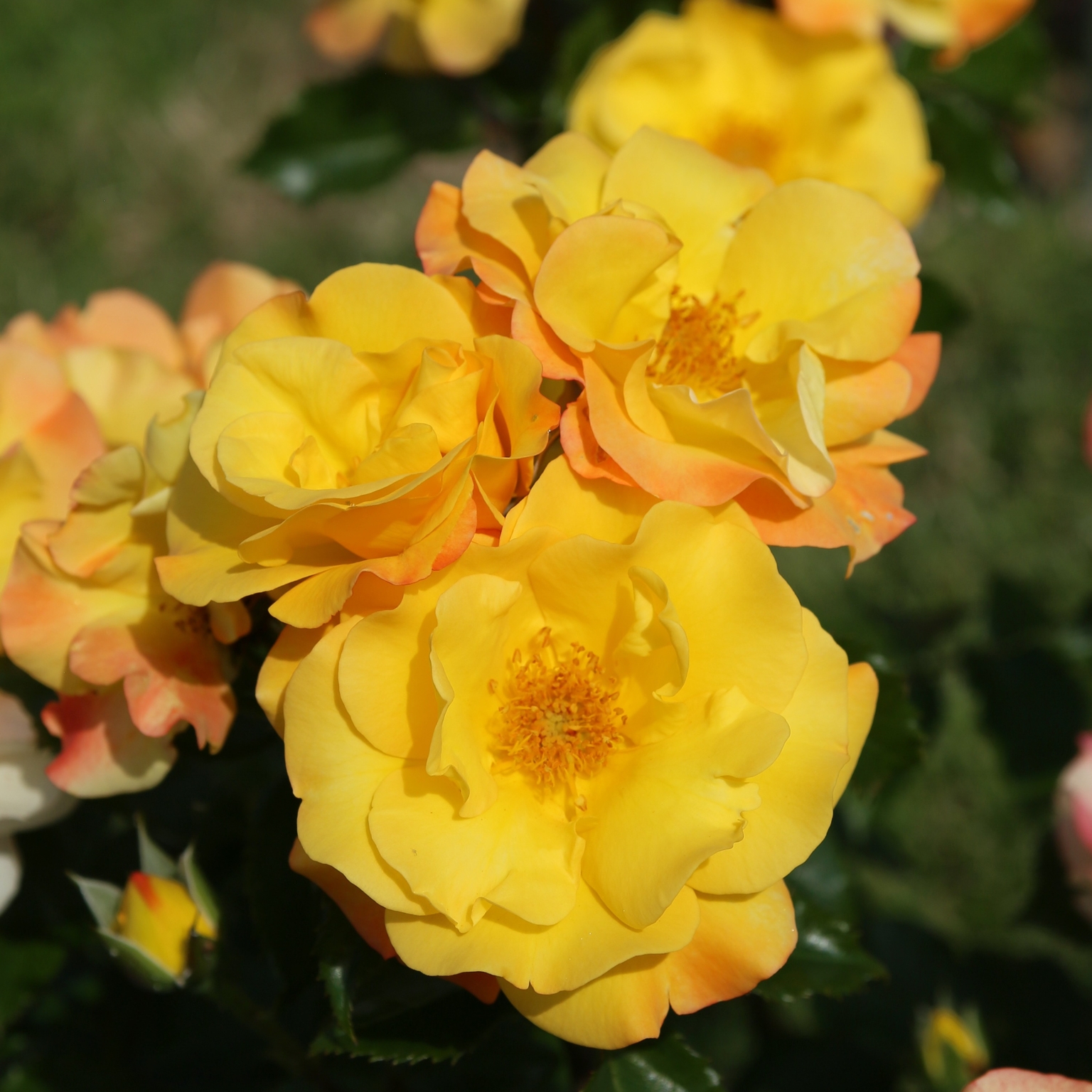 Bright Smiles Bush Rose 3 Litre - Stewarts Garden Centre