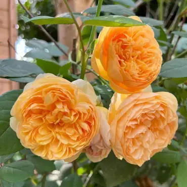 Bring Me Sunshine Shrub Rose 6 Litre