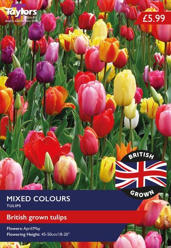 British Grown Mixed Tulips