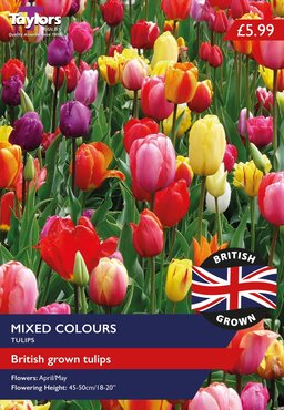 British Grown Mixed Tulips