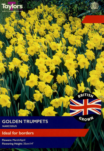 British Grown Narcissus Golden Trumpets