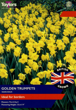 British Grown Narcissus Golden Trumpets