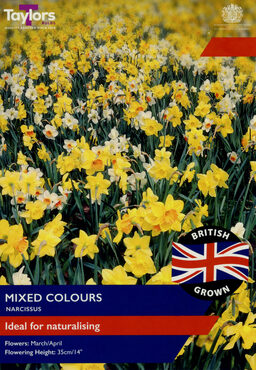 British Grown Narcissus Naturalising Mixed Colours