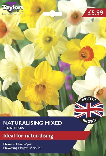 British Grown Narcissus Naturalising Mixed Colours
