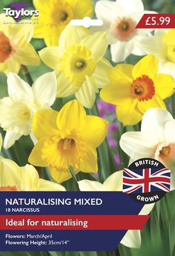 British Grown Narcissus Naturalising Mixed Colours