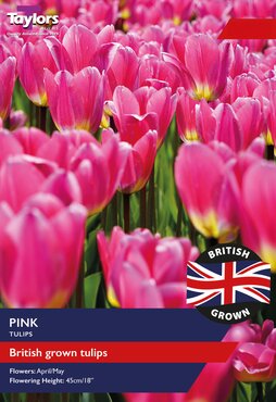 British Grown Pink Tulips