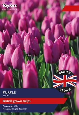 British Grown Purple Tulips