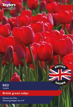 British Grown Red Tulips