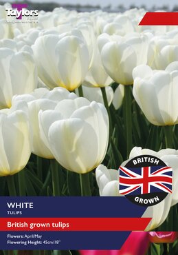 British Grown White Tulips