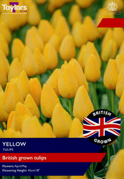 British Grown Yellow Tulips