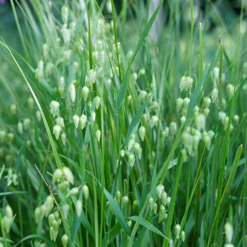 Briza Golden Bee 3 Litre