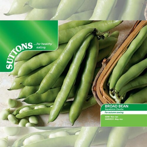 Broad Bean Seeds (Aquadulce Claudia) - image 3