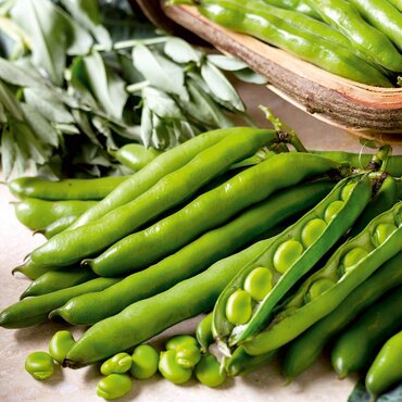 Broad Bean Seeds (Aquadulce Claudia) - image 1