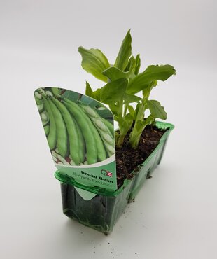 Broad Bean Bunyards Exhibition Pack