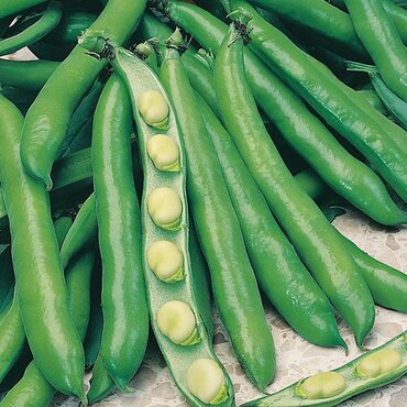 Broad Bean Seeds (Bunyards Exhibition)