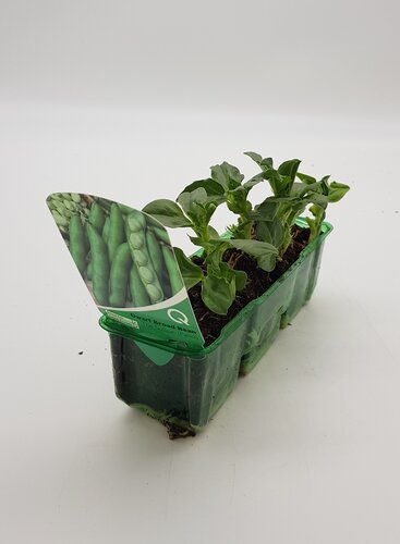 Broad Bean Dwarf/Patio Pack