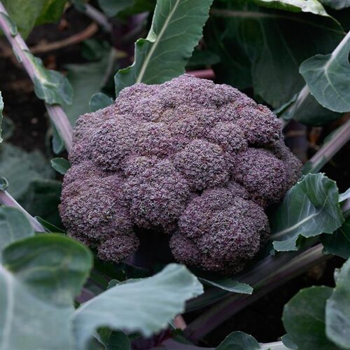 Brocolli Purple Sprouting 6 Pack