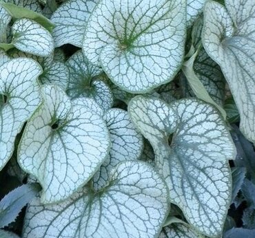 Brunnera Alexander's Great 2 Litre