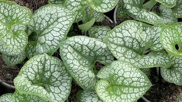 Brunnera Jack Of Diamonds 2 Litre