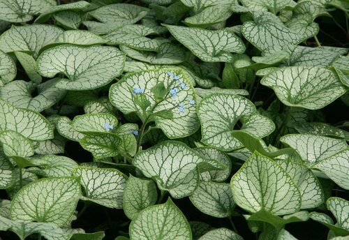 Brunnera Macrophylla Jack Frost 3 Litre