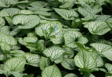 Brunnera Macrophylla Jack Frost 3 Litre