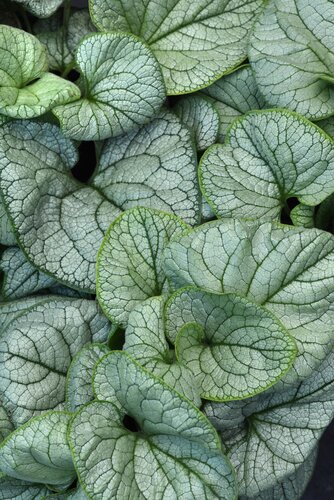 Brunnera Macrophylla Silver Spear 3 Litre