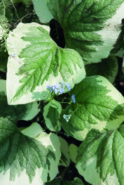 Brunnera 'Variegata' 3 Litre