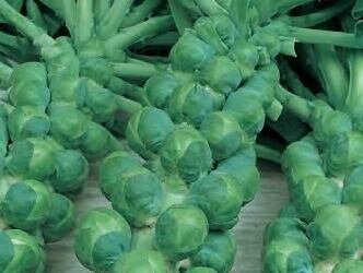 Brussel Sprouts Evesham Special 6 Pack
