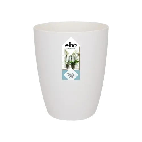 Brussels Orchid High White 12.5cm