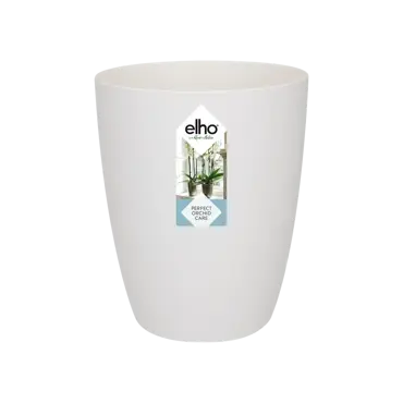 Brussels Orchid High White 12.5cm