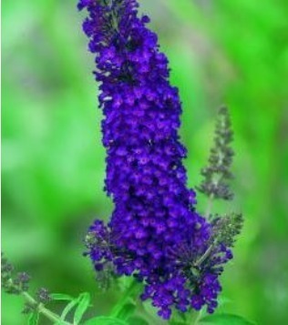 Buddleja Black Knight 29cm