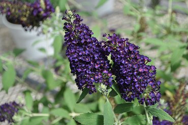 Buddleja 'Black Knight' 3 Litre