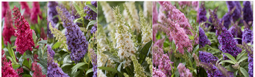 Buddleja Butterfly Candy Mix 3 Litre - image 1