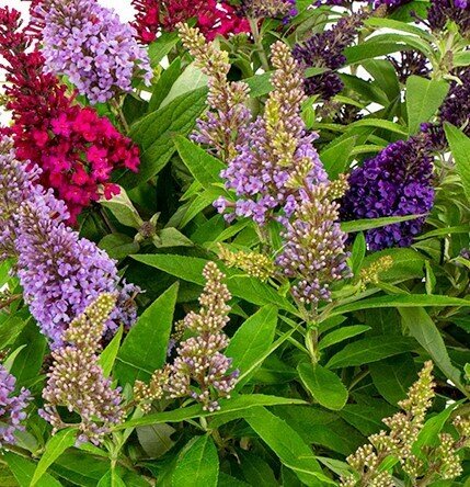 Buddleja Butterfly Candy Trio 6 Litre - image 1