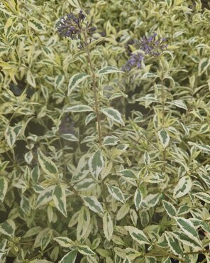 Buddleja Butterfly Gold 3 Litre - image 1