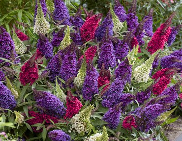 Buddleja davidii Butterfly Candy Trio 6 Litre