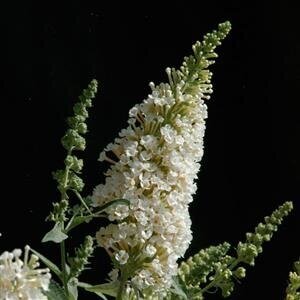 Buddleja Davidii Darent Valley 3 Litre - image 1