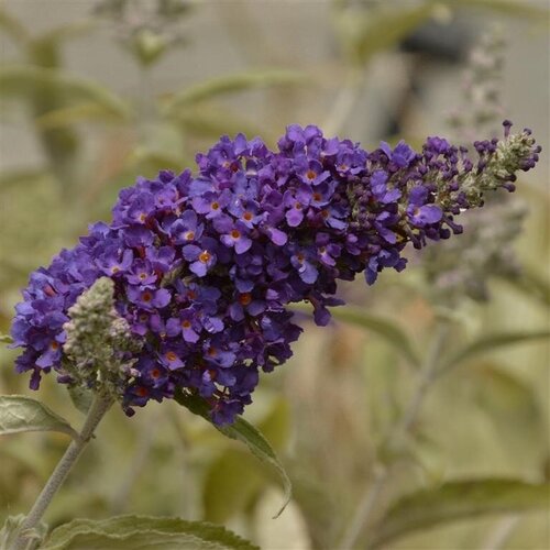 Buddleja Davidii Harlequin 3 Litre - image 1