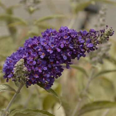 Buddleja Davidii Harlequin 3 Litre - image 1