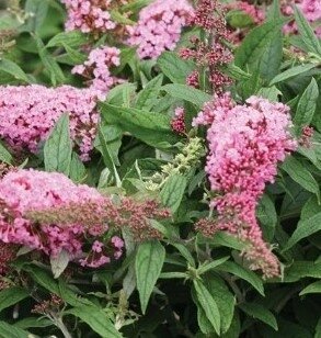 Buddleja Davidii Pink Delight  3 litre - image 1