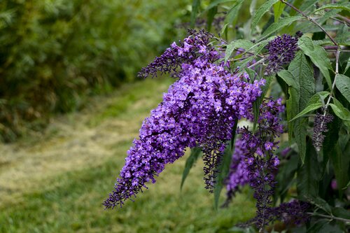 Buddleja Empire Blue 3 Litre