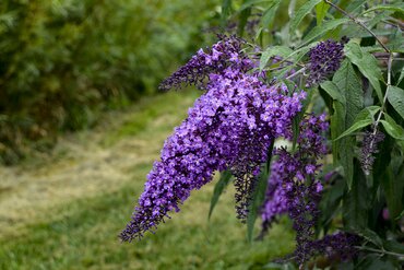Buddleja Empire Blue 3 Litre
