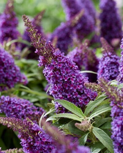 Buddleja 'Empire Blue' 3 Litre
